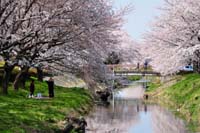 伊佐沼の桜