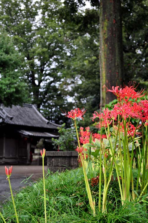 仙波の氷川神社と富士見橋