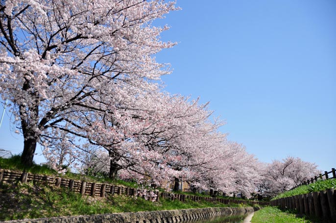 新河岸川の桜並木