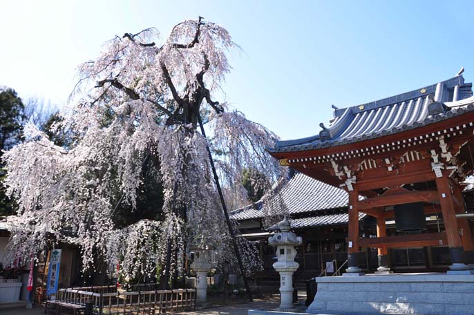 今福明見院としだれ桜