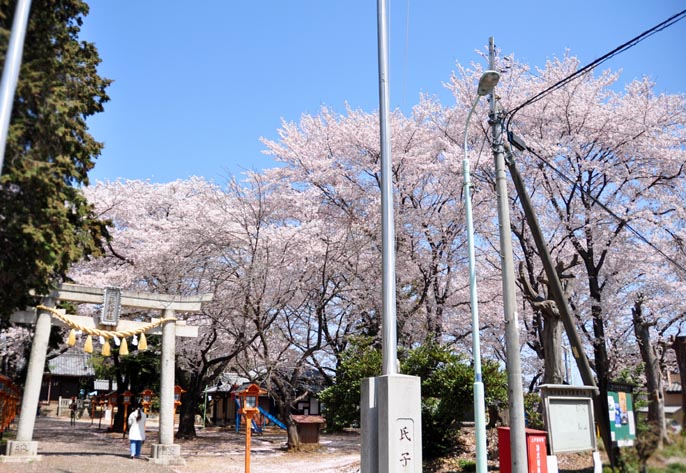 上戸日枝神社と桜