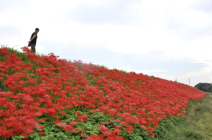 入間川の曼珠沙華