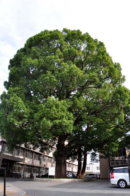 川越高校のくすのき