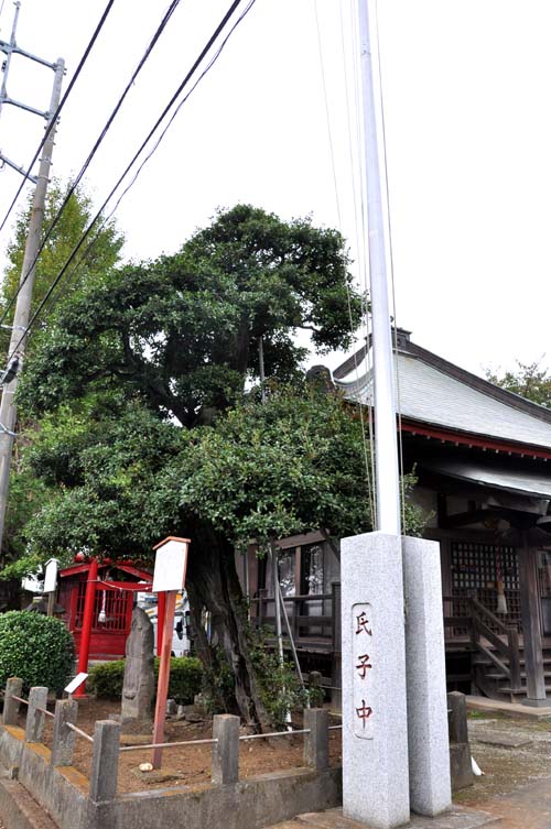 鯨井のひいらぎ