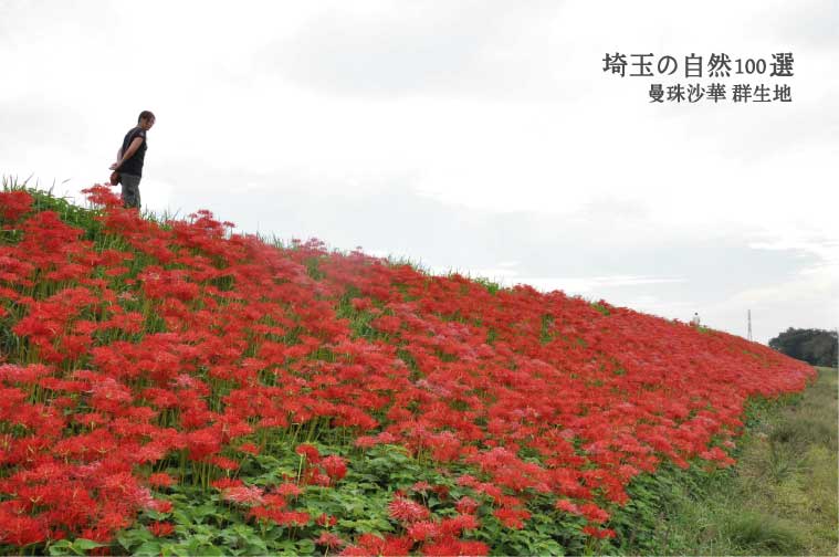 曼珠沙華（彼岸花）群生地