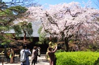 中院の桜