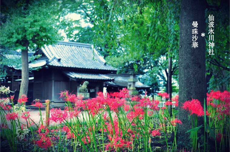 仙波氷川神社