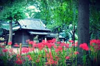 仙波氷川神社