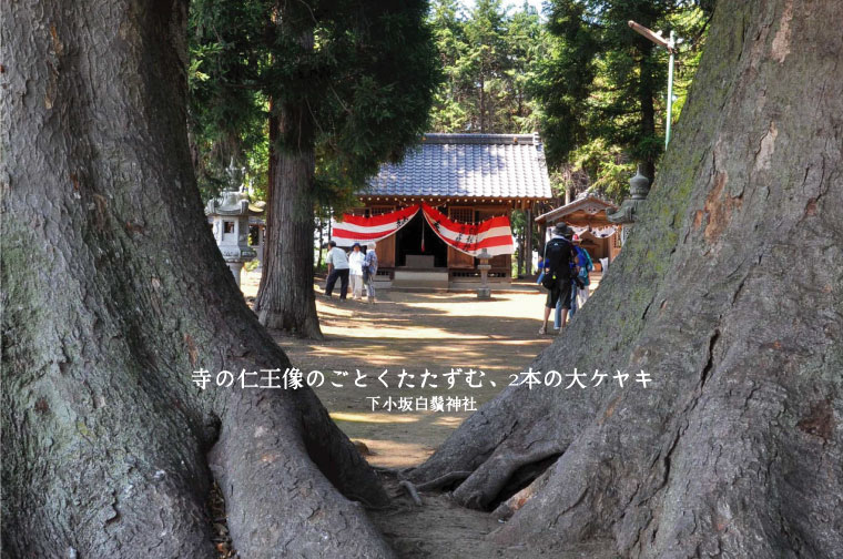 下小坂白鬚神社・下小坂の大ケヤキ