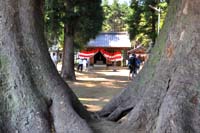 下小坂白鬚神社・下小坂の大ケヤキ