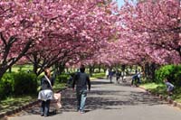 川越水上公園の桜
