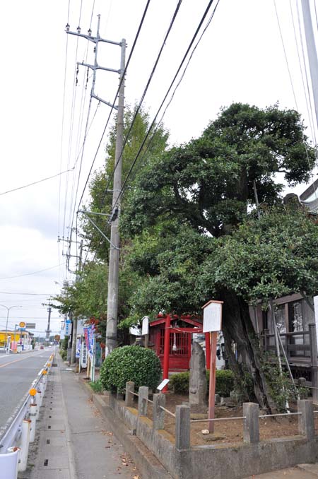 鯨井のヒイラギ