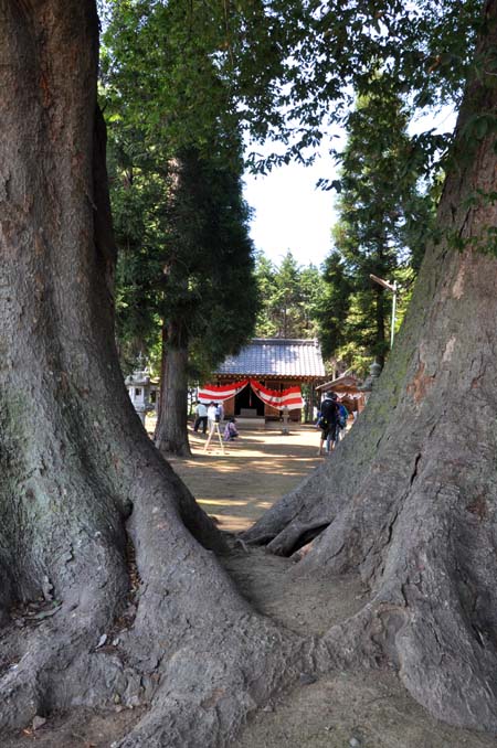 下小坂の大ケヤキ