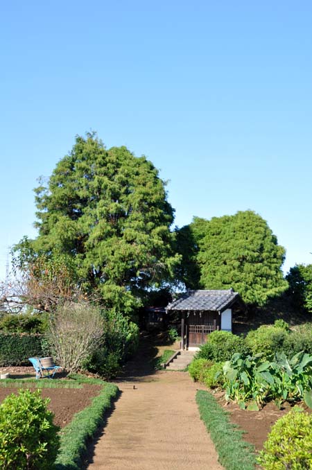 笠幡浅間神社のヒヨクヒバ